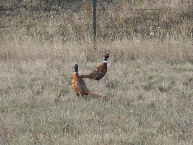 Pheasants