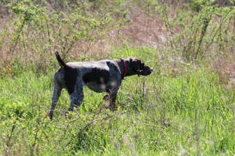 Toby